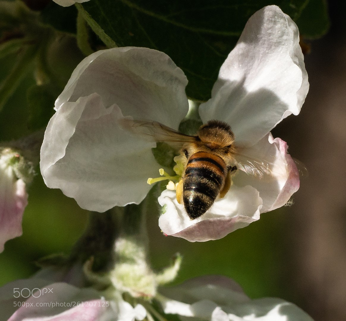 Panasonic Lumix DMC-GX7 sample photo. Flowers and bee photography