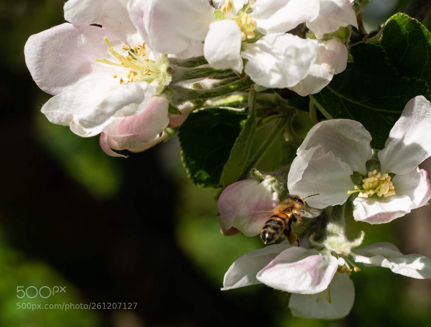Panasonic Lumix DMC-GX7 sample photo. Flowers and bee photography
