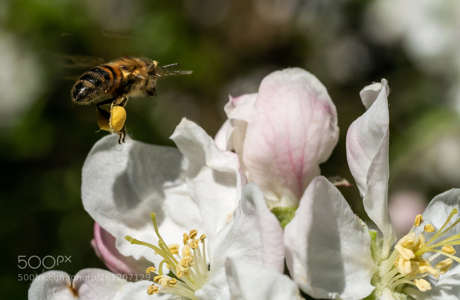 Panasonic Lumix DMC-GX7 sample photo. Flowers and bee photography