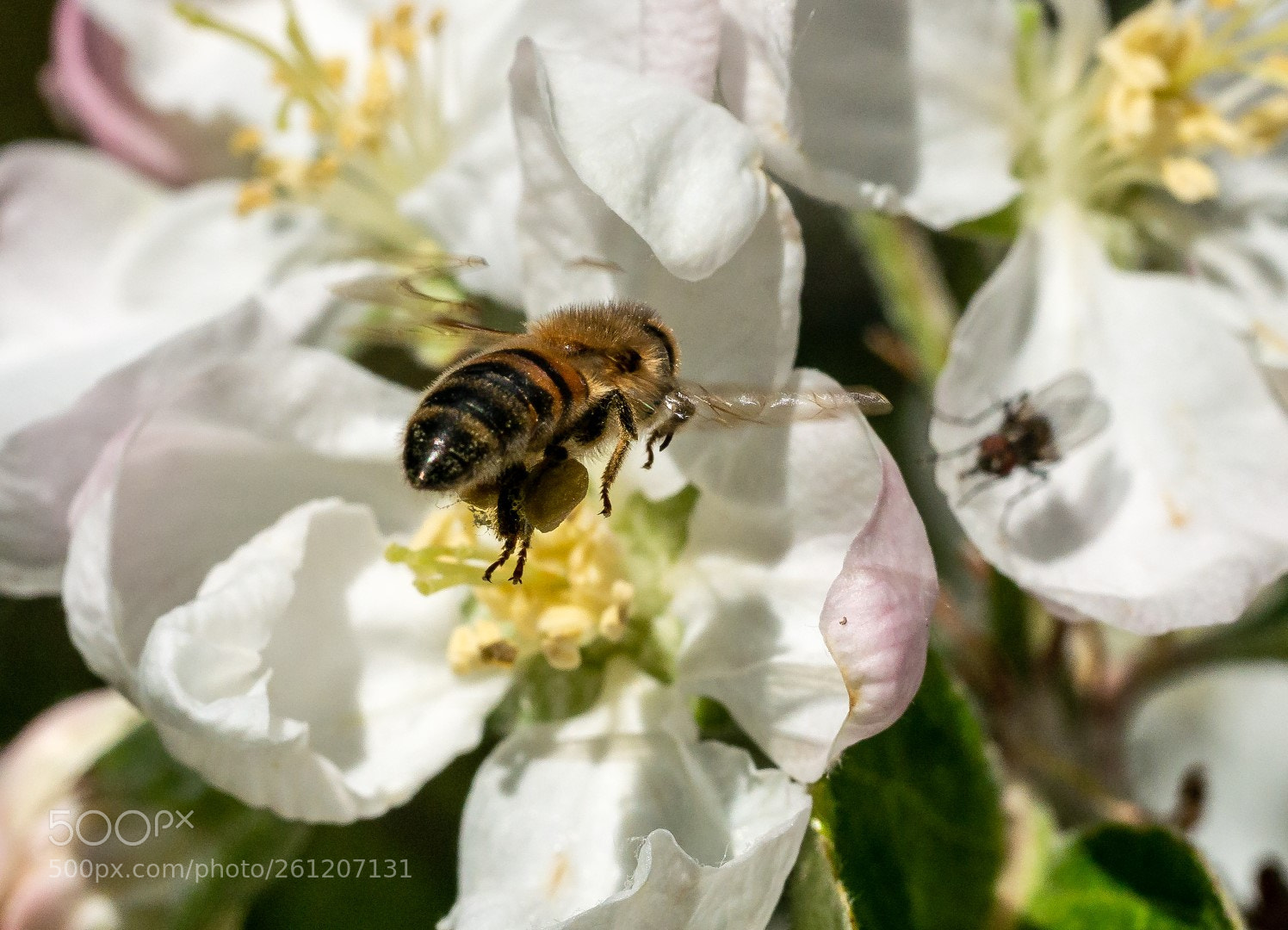 Panasonic Lumix DMC-GX7 sample photo. Flowers and bee photography