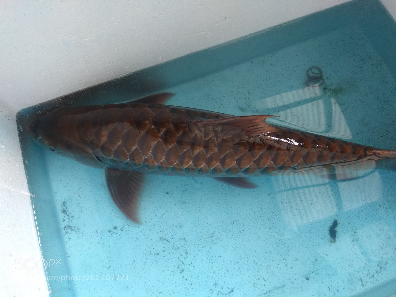 Xiaomi Redmi Note 4 sample photo. Mahseer 50cm photography