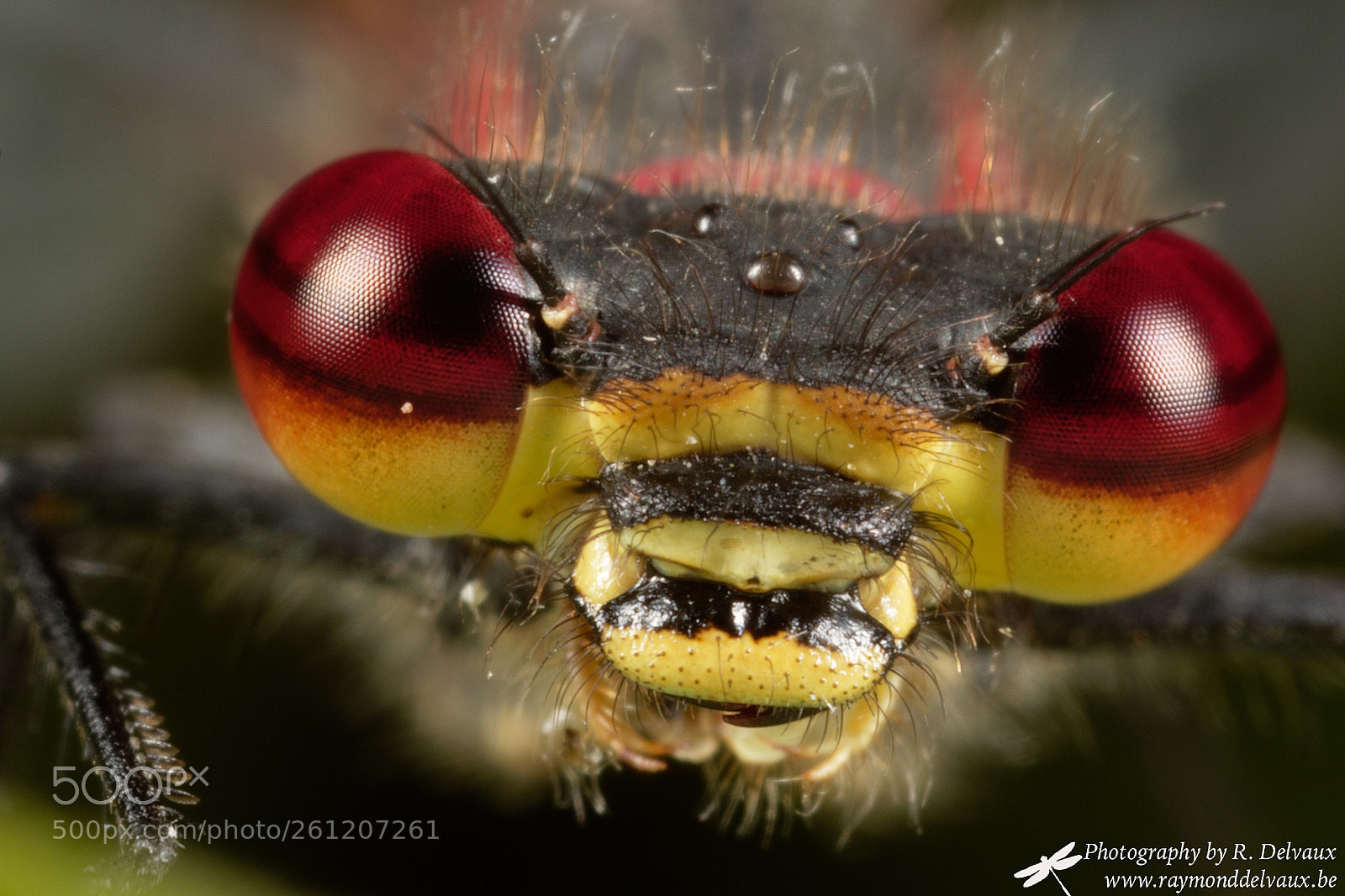 Canon EOS 7D Mark II sample photo. Pyrrhosoma nymphula photography