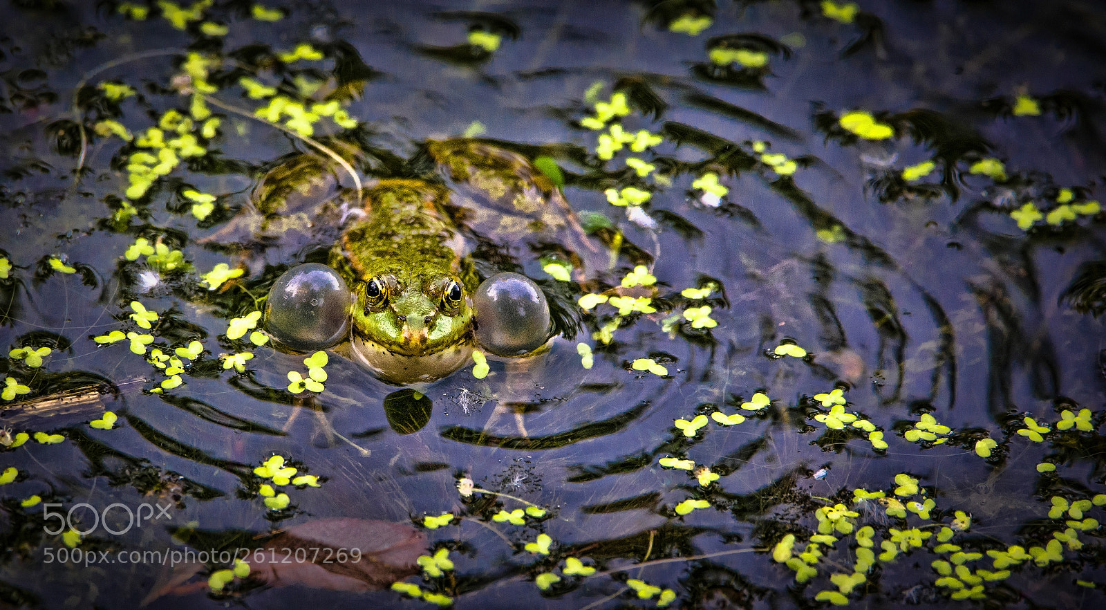 Nikon D7100 sample photo. Frog wavelength photography