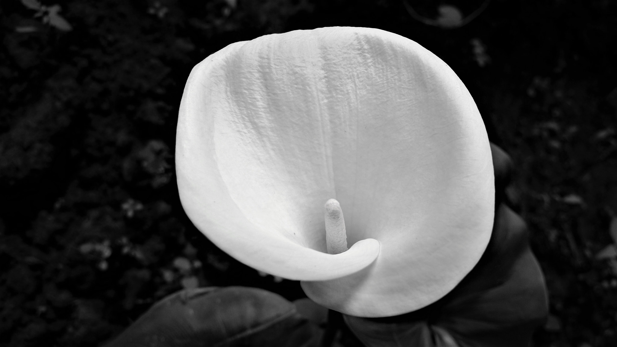 Nokia 808 PureView sample photo. Calla lily photography
