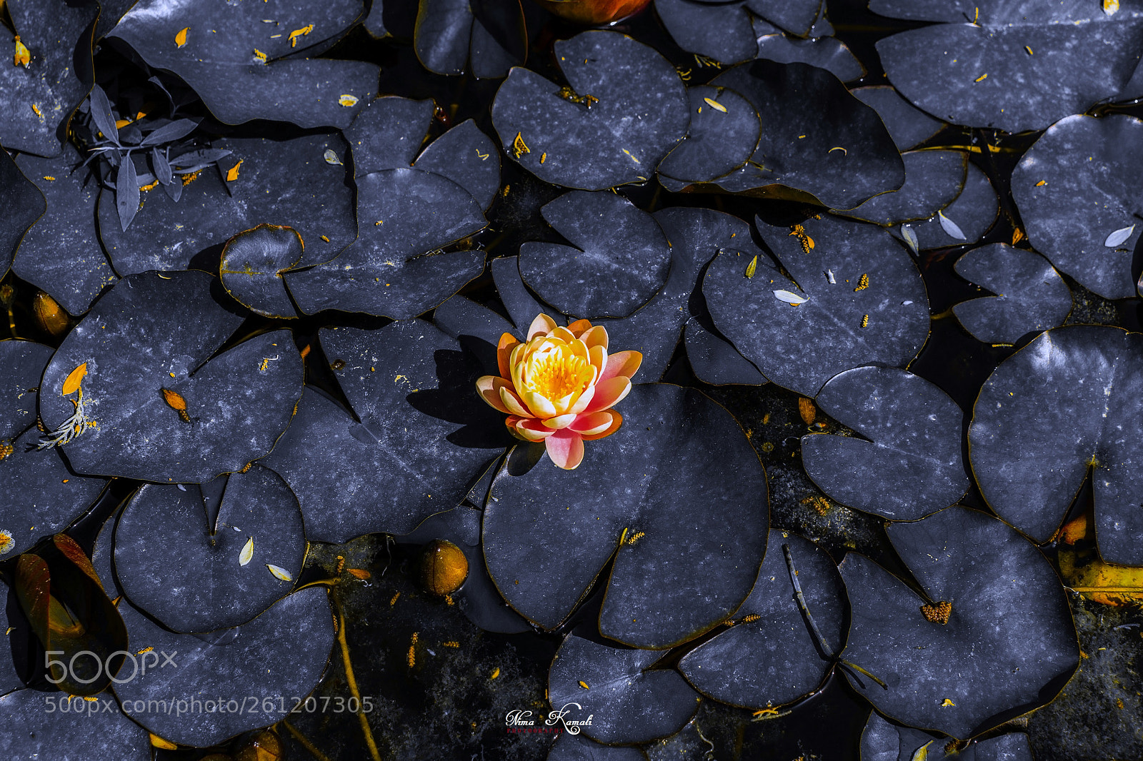 Nikon D7100 sample photo. Lotus on lake photography