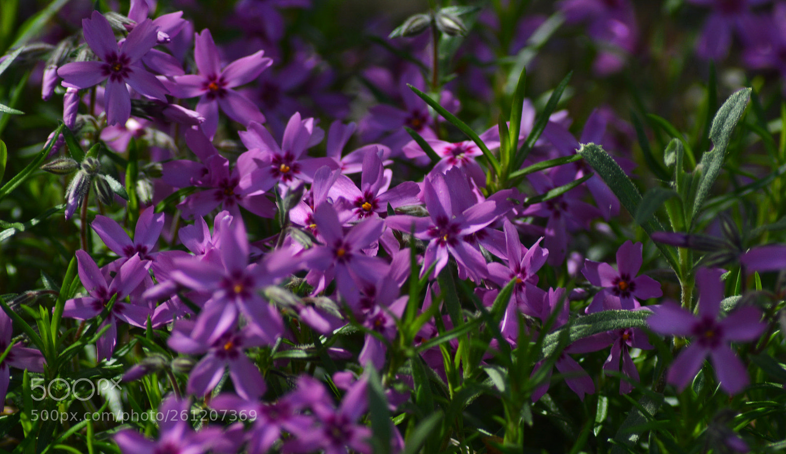 Nikon D5200 sample photo. Floksy photography