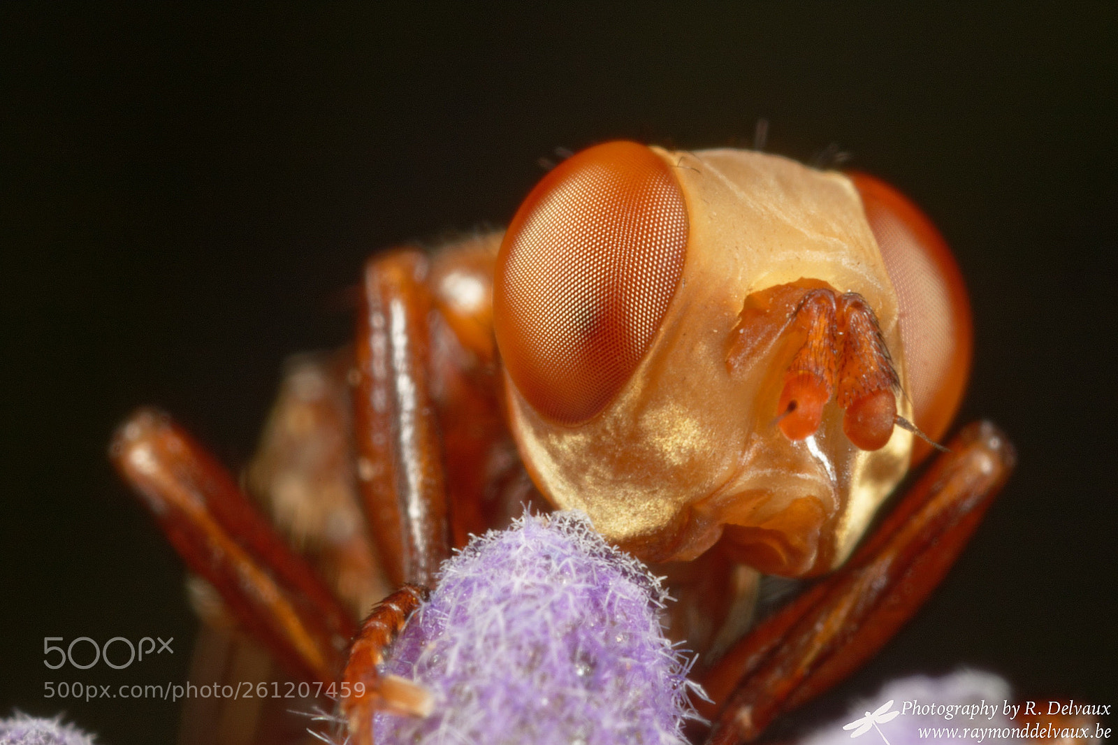 Canon EOS 7D Mark II sample photo. Fly photography