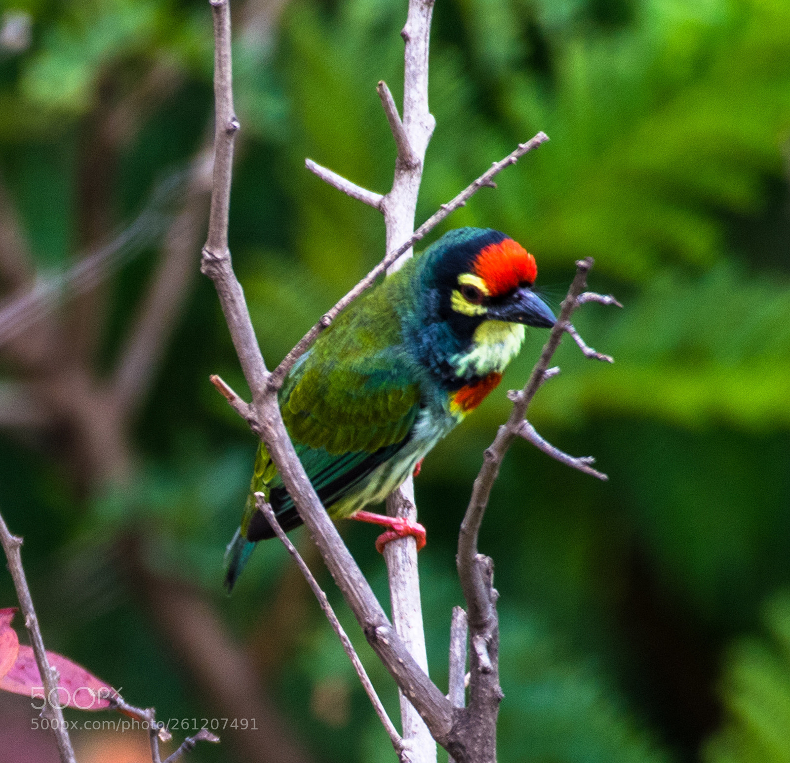 Nikon D5300 sample photo. Coppersmith barbet !!!! photography