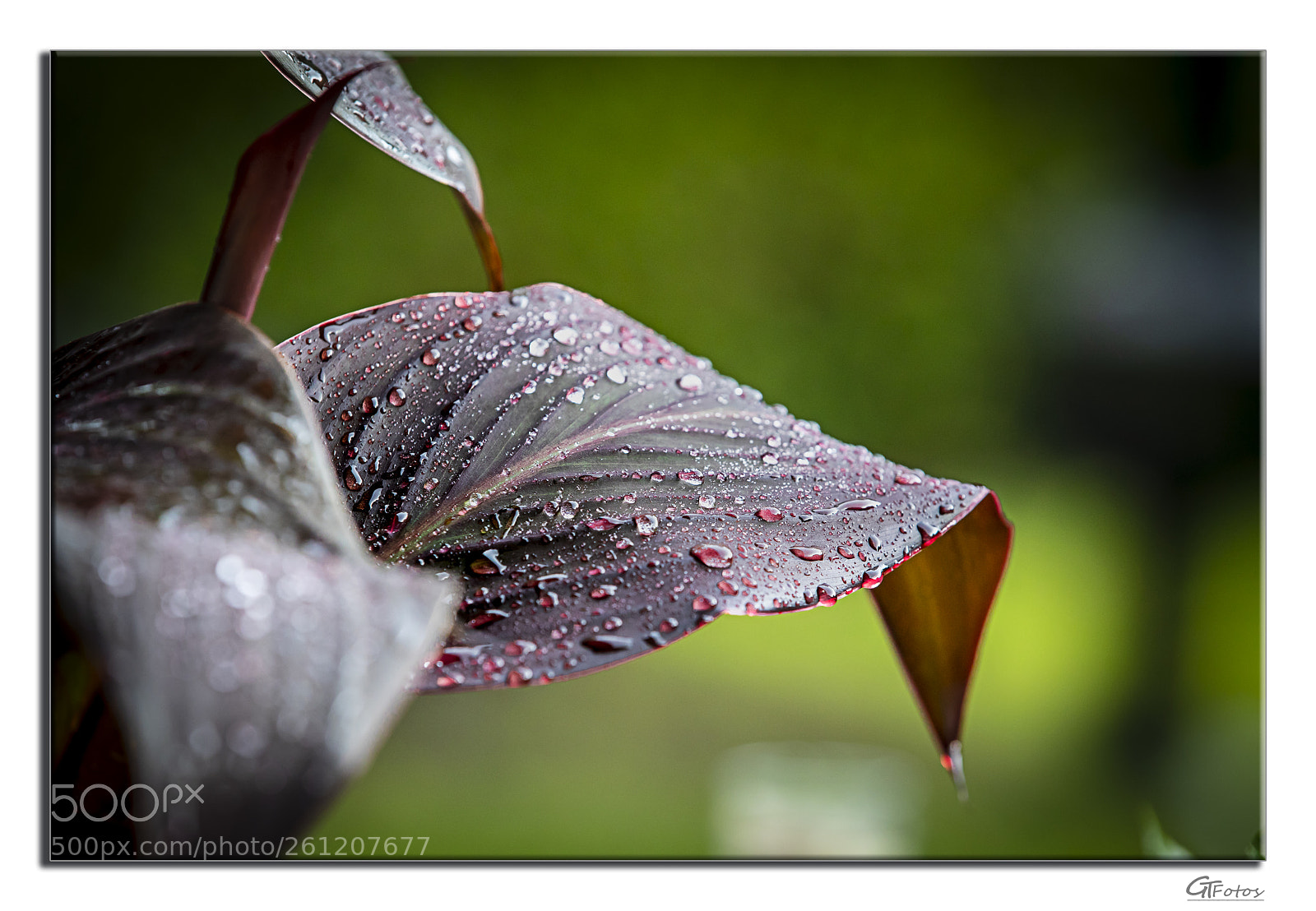 Canon EOS 5D Mark IV sample photo. Cannablatt photography