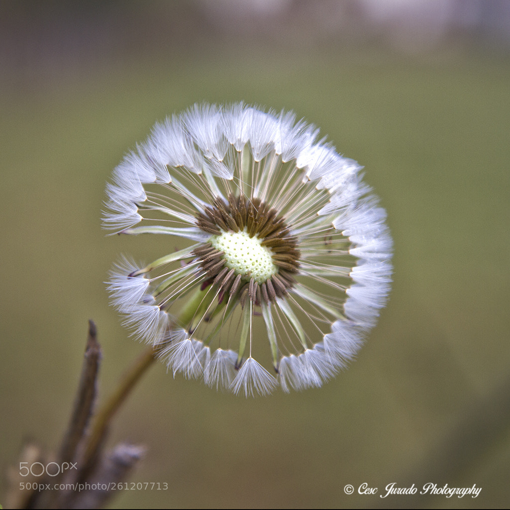 Canon EOS 7D sample photo. Corona photography