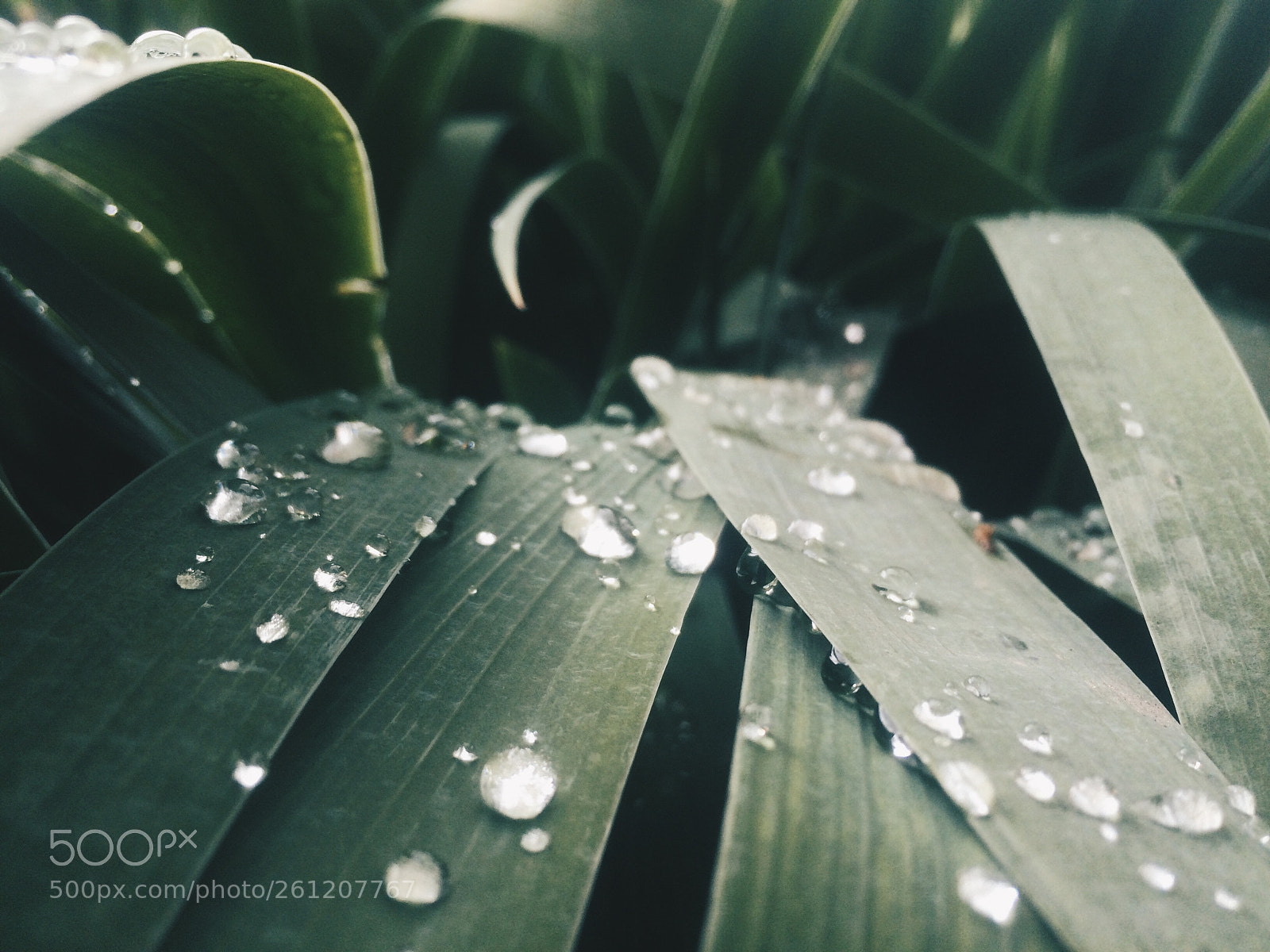 Apple iPhone 5s sample photo. Raindrops on grass photography