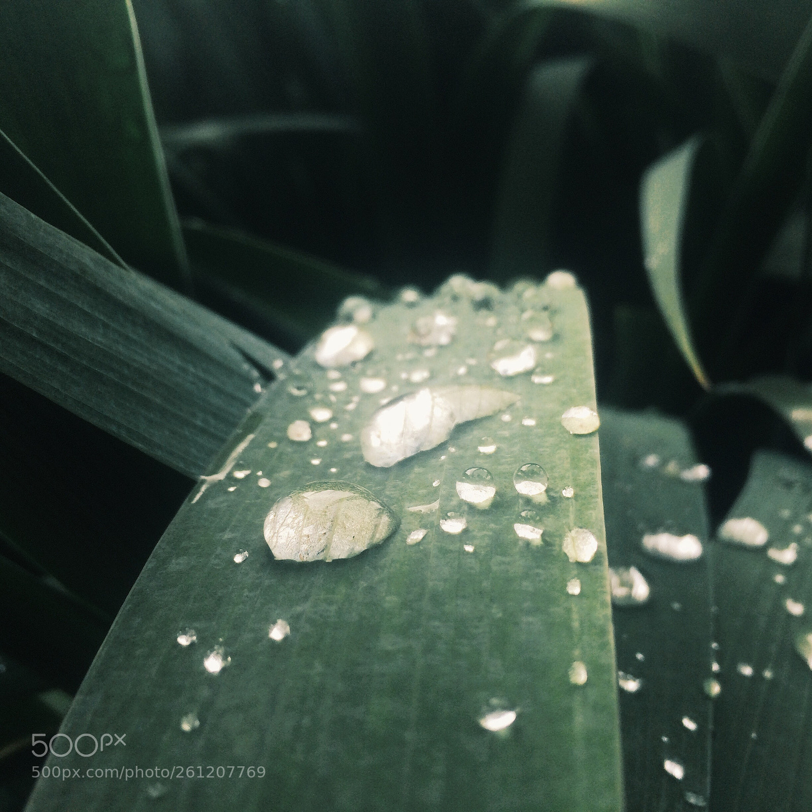 Apple iPhone 5s sample photo. Raindrops on grass photography
