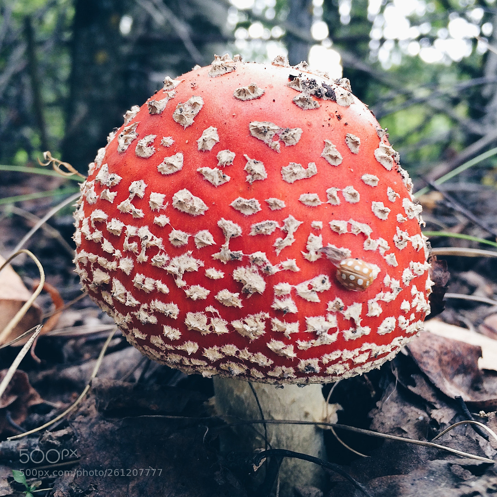 Apple iPhone 5s sample photo. Processed with vsco with photography