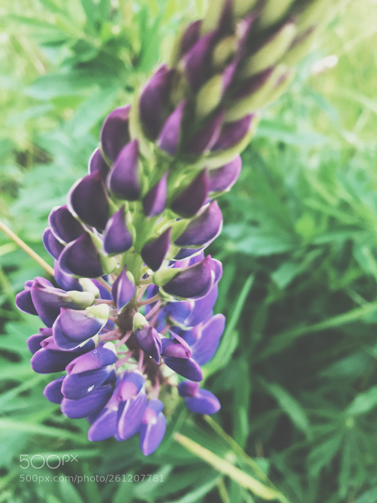 Apple iPhone 7 sample photo. Processed with vsco with photography
