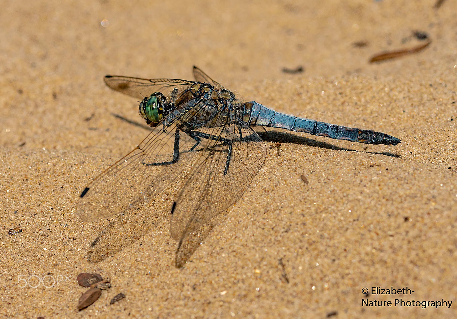 Nikon D500 + Sigma 105mm F2.8 EX DG OS HSM sample photo. Shadowing wings: broad bodied chaser photography