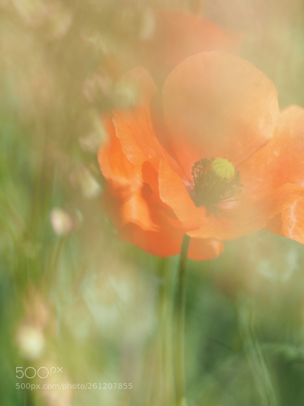 Olympus OM-D E-M5 II sample photo. Soft poppy photography