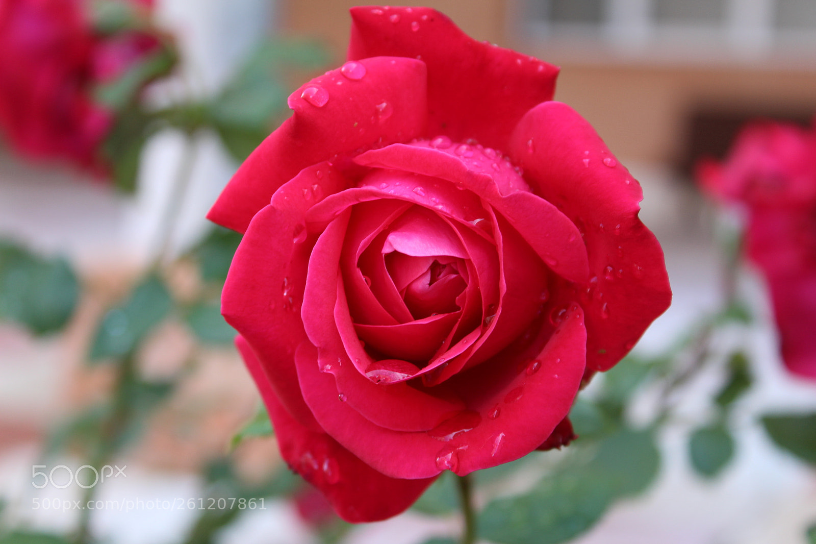 Canon EOS 1300D (EOS Rebel T6 / EOS Kiss X80) sample photo. Tras la tormenta... photography