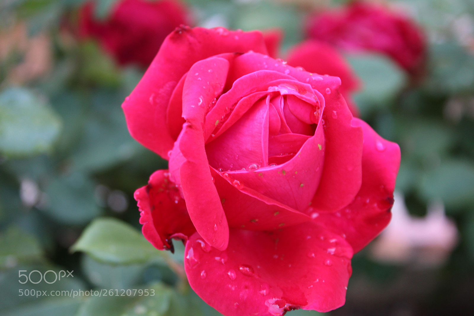 Canon EOS 1300D (EOS Rebel T6 / EOS Kiss X80) sample photo. Rosa photography