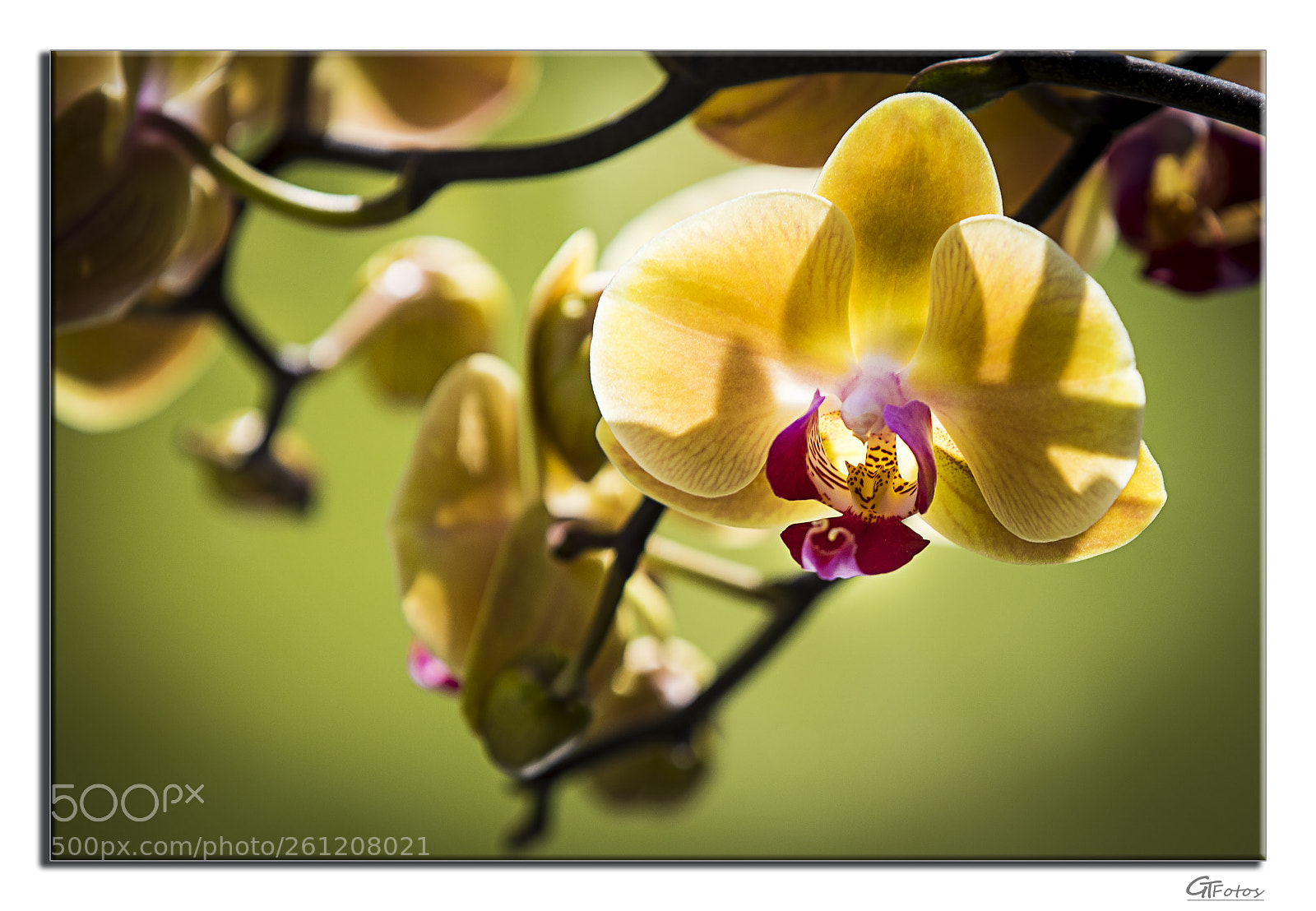 Canon EOS 5D Mark IV sample photo. Orchidee photography