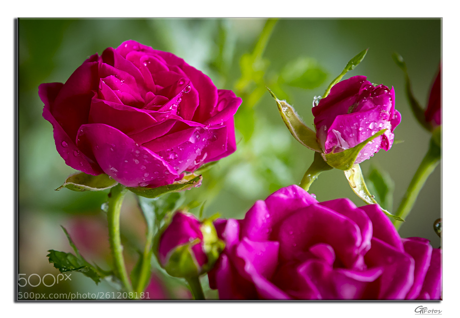 Canon EOS 5D Mark IV sample photo. Rose photography