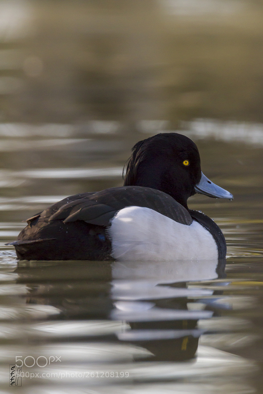 Canon EOS 7D sample photo. Tufted duck (male) photography