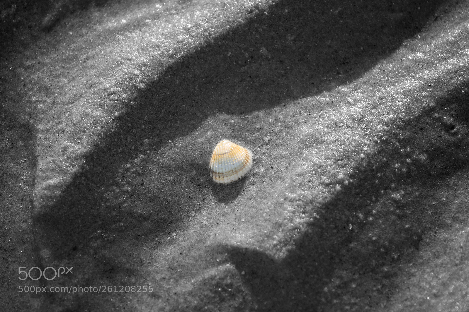 Canon EOS 6D sample photo. Shell in sand photography