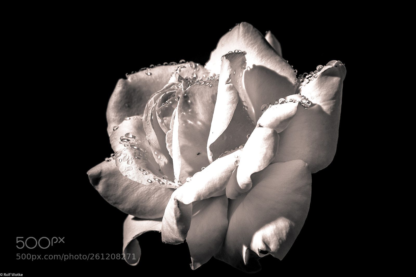 Canon EOS 7D sample photo. Rose sw photography