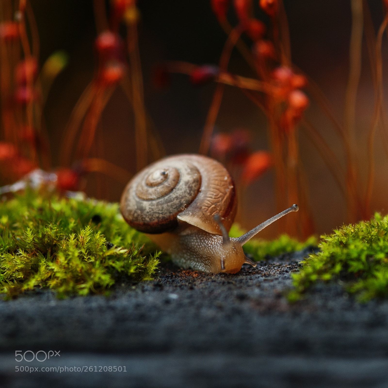 Nikon D700 sample photo. A snail's dream trip photography