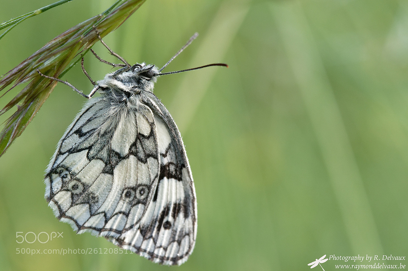 Canon EOS 7D Mark II sample photo. Melanargia galatea photography