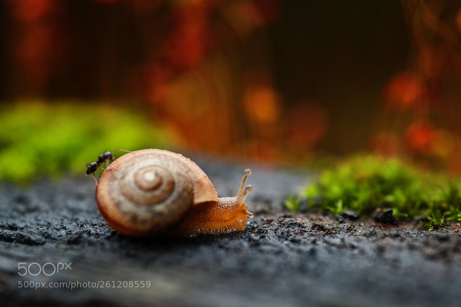 Nikon D700 sample photo. A snail's dream trip photography