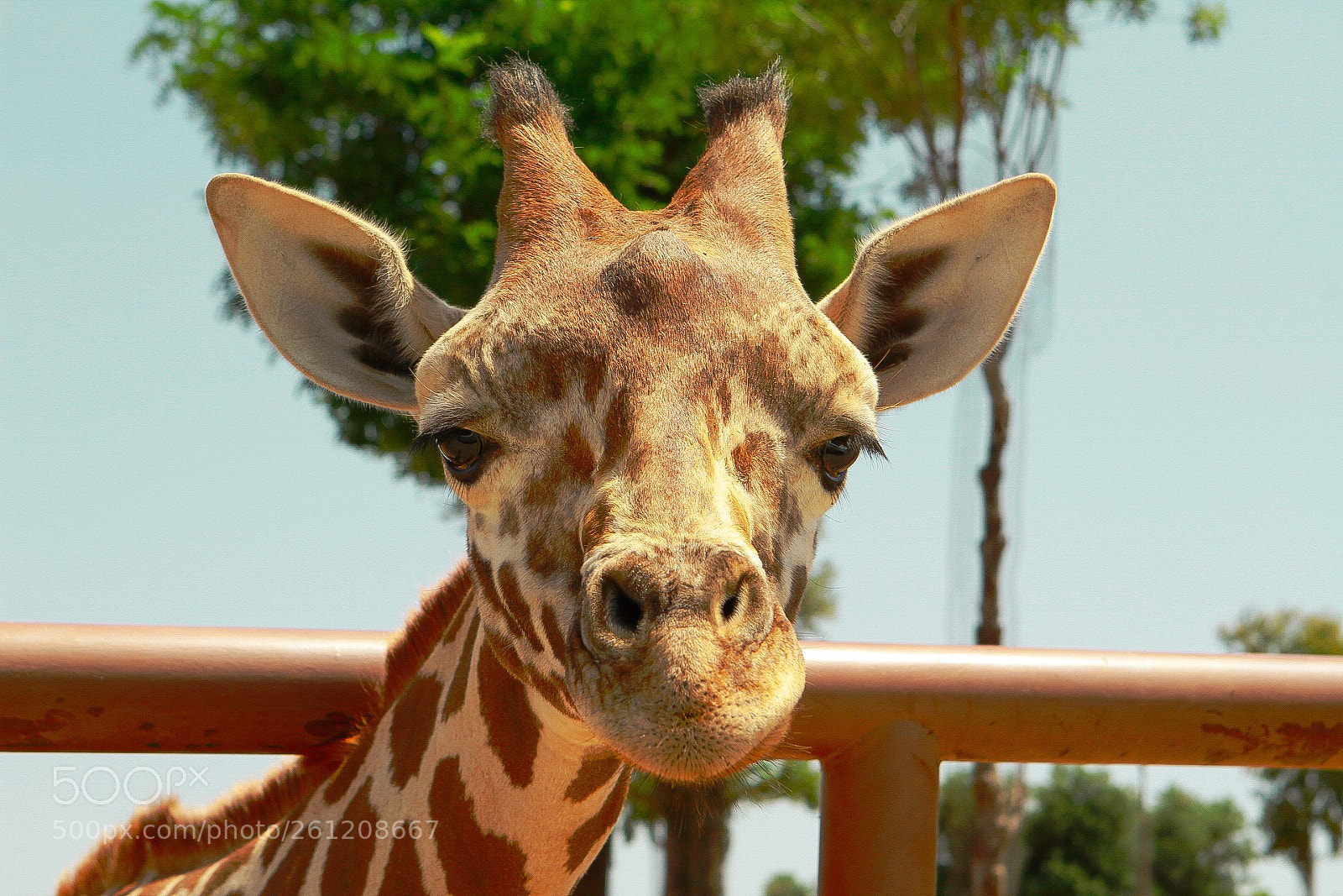 Canon EOS 1300D (EOS Rebel T6 / EOS Kiss X80) sample photo. Giraffe photography