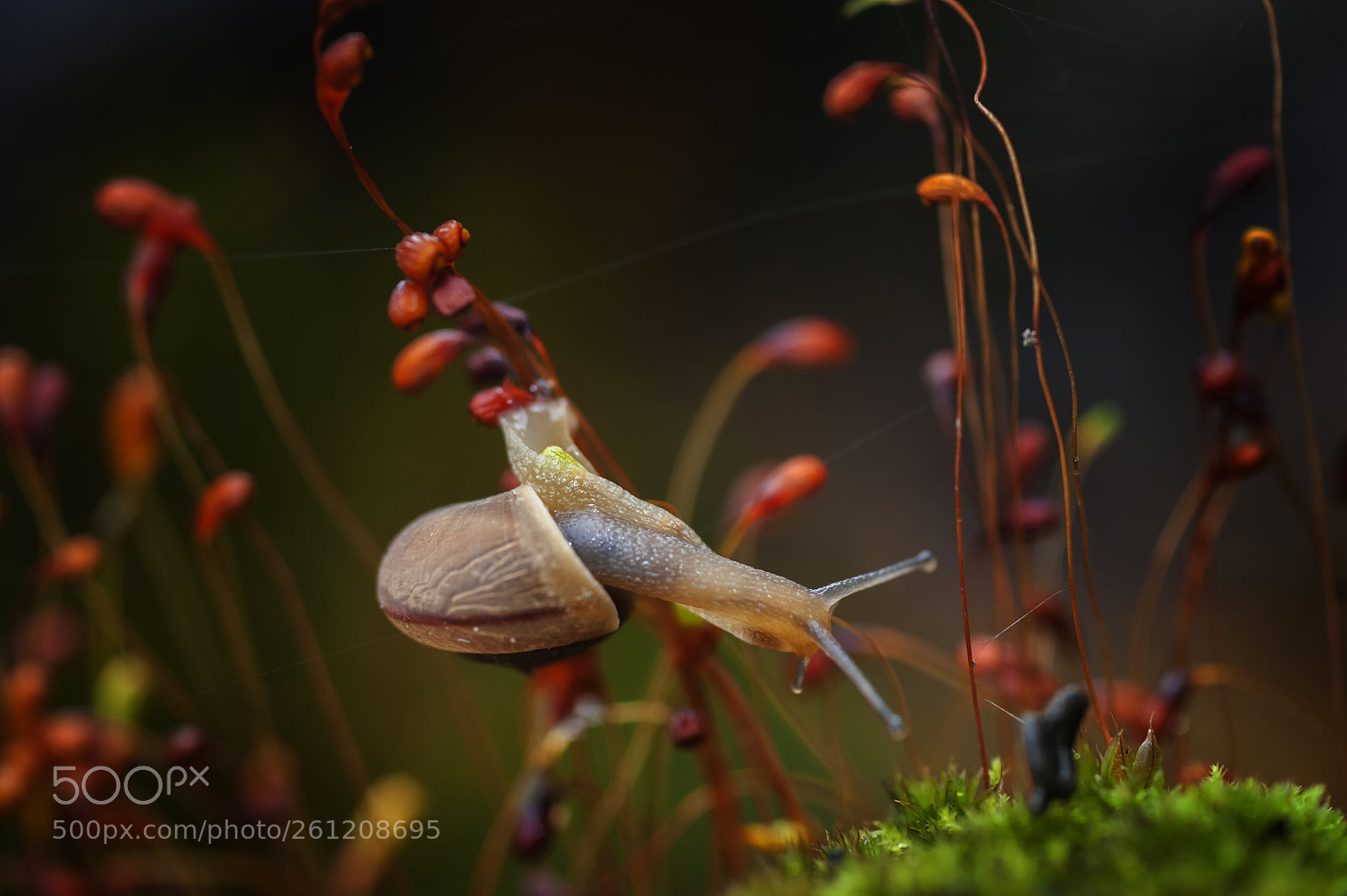 Nikon D700 sample photo. A snail's dream trip photography