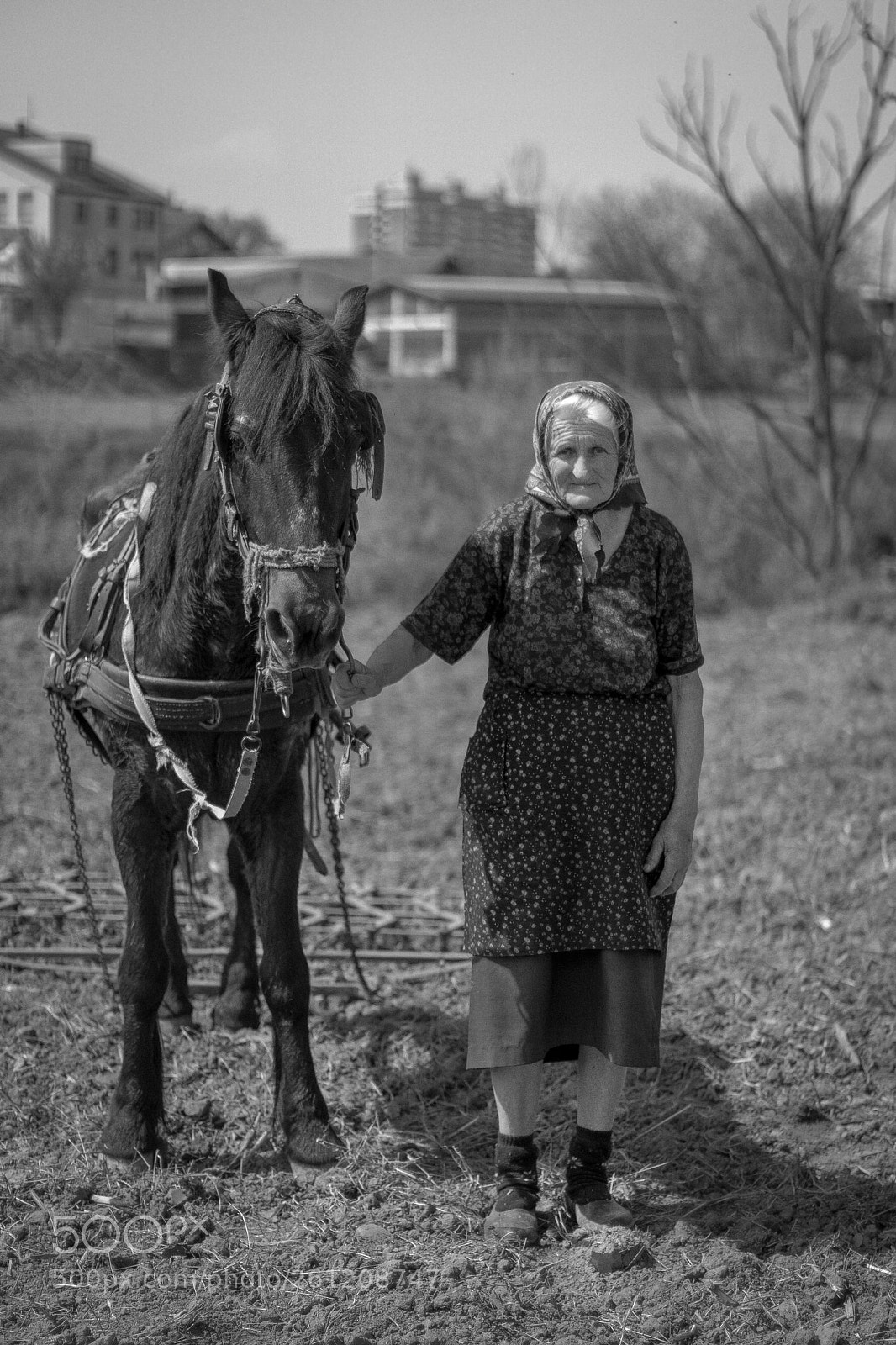 Sony ILCA-77M2 sample photo. Granny and horse photography