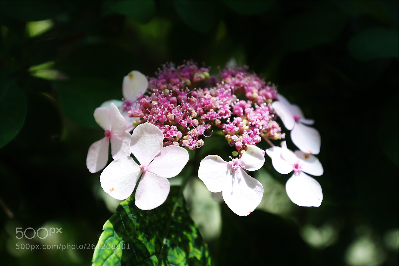 Canon EOS 6D sample photo. Hydrangea serrata photography