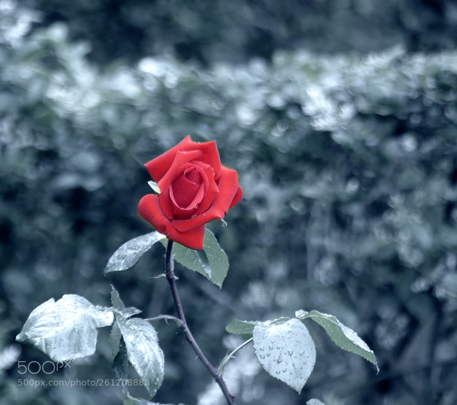 Panasonic Lumix DMC-FZ300 sample photo. Una rosa photography