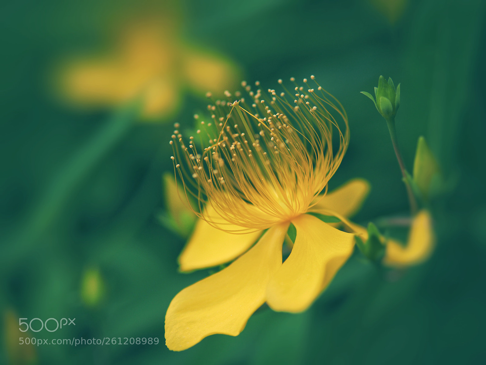 Olympus OM-D E-M10 II sample photo. Love - pollination photography