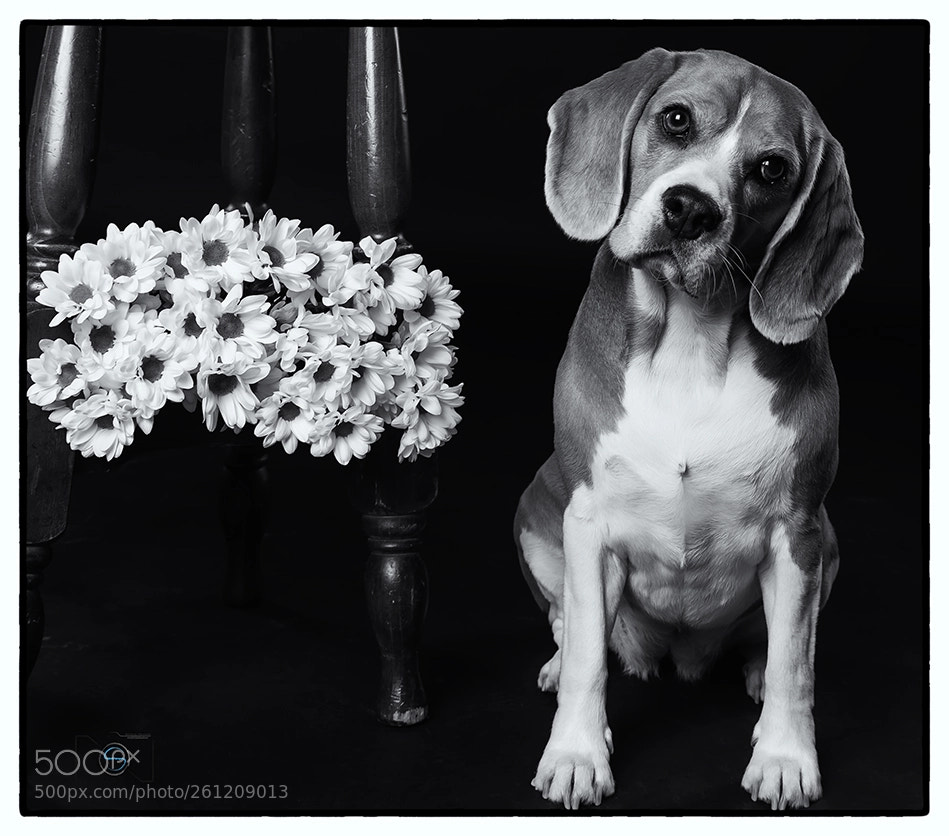 Nikon D610 sample photo. Suri photography