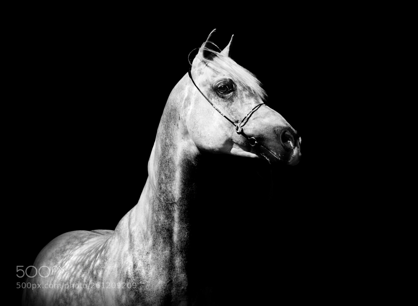 Sony Alpha DSLR-A200 sample photo. Arabian horse photography