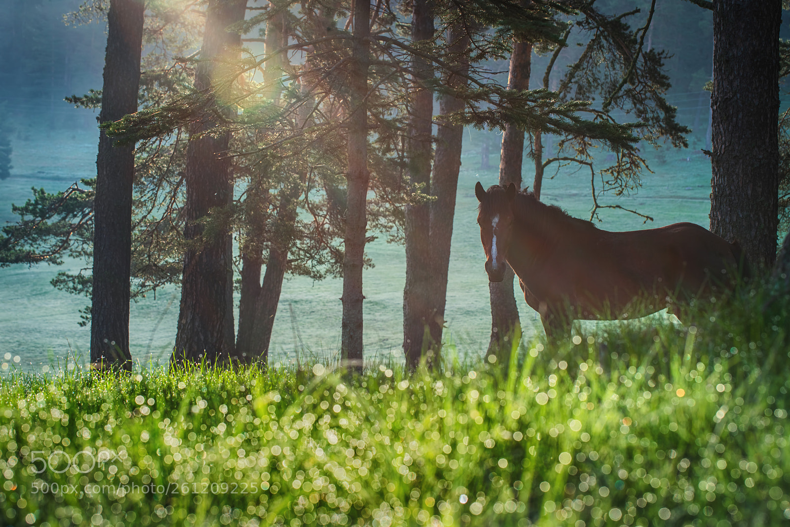 Sony a7R II sample photo. Mystic sunrise over the photography