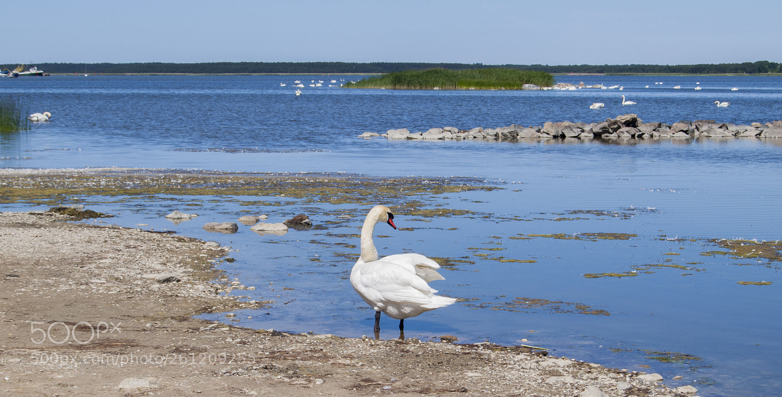 Olympus E-420 (EVOLT E-420) sample photo. Swan. photography