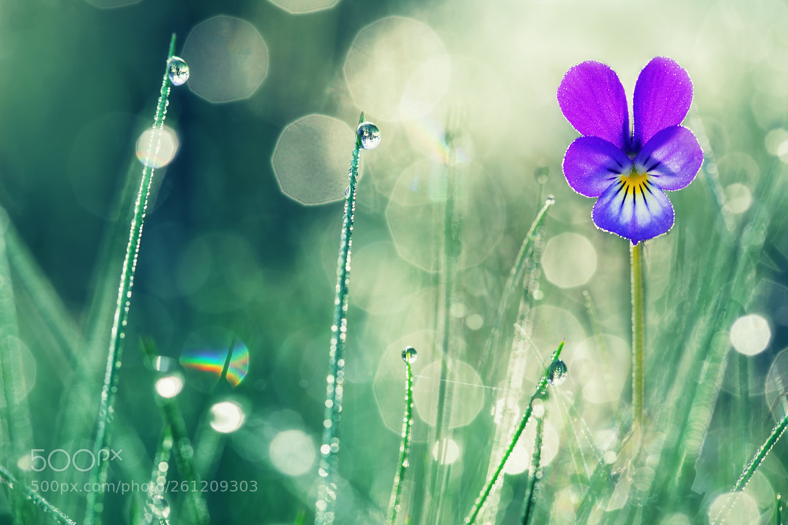 Sony a7R II sample photo. Violet primula flowers with photography