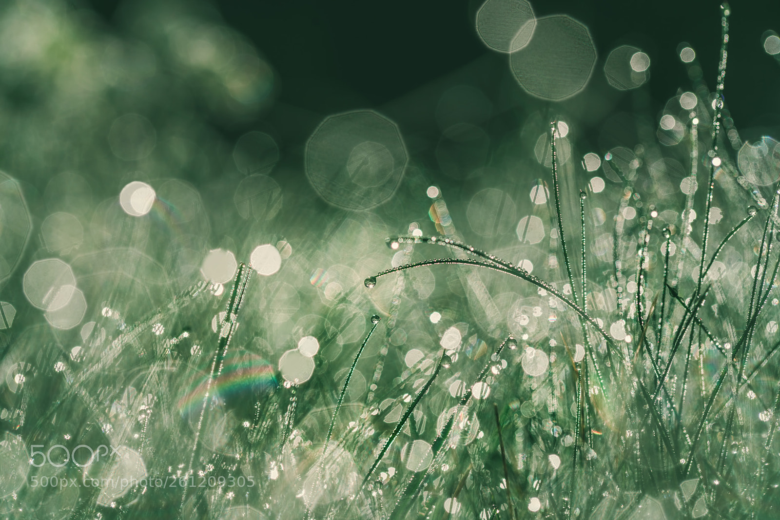 Sony a7R II sample photo. Drops of dew on photography