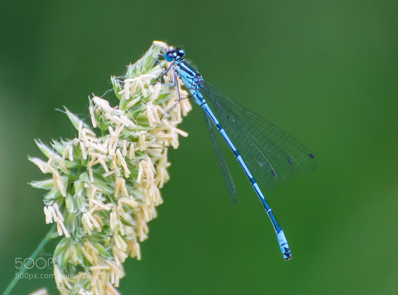 Nikon D5300 sample photo. Common blue. photography