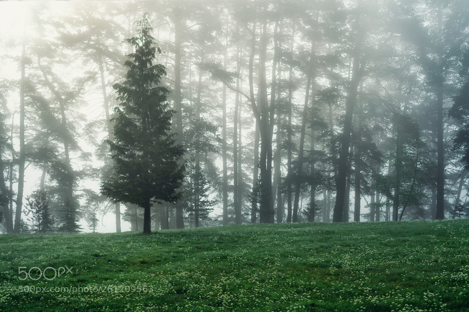 Sony a7R II sample photo. Forest landscape and morning photography