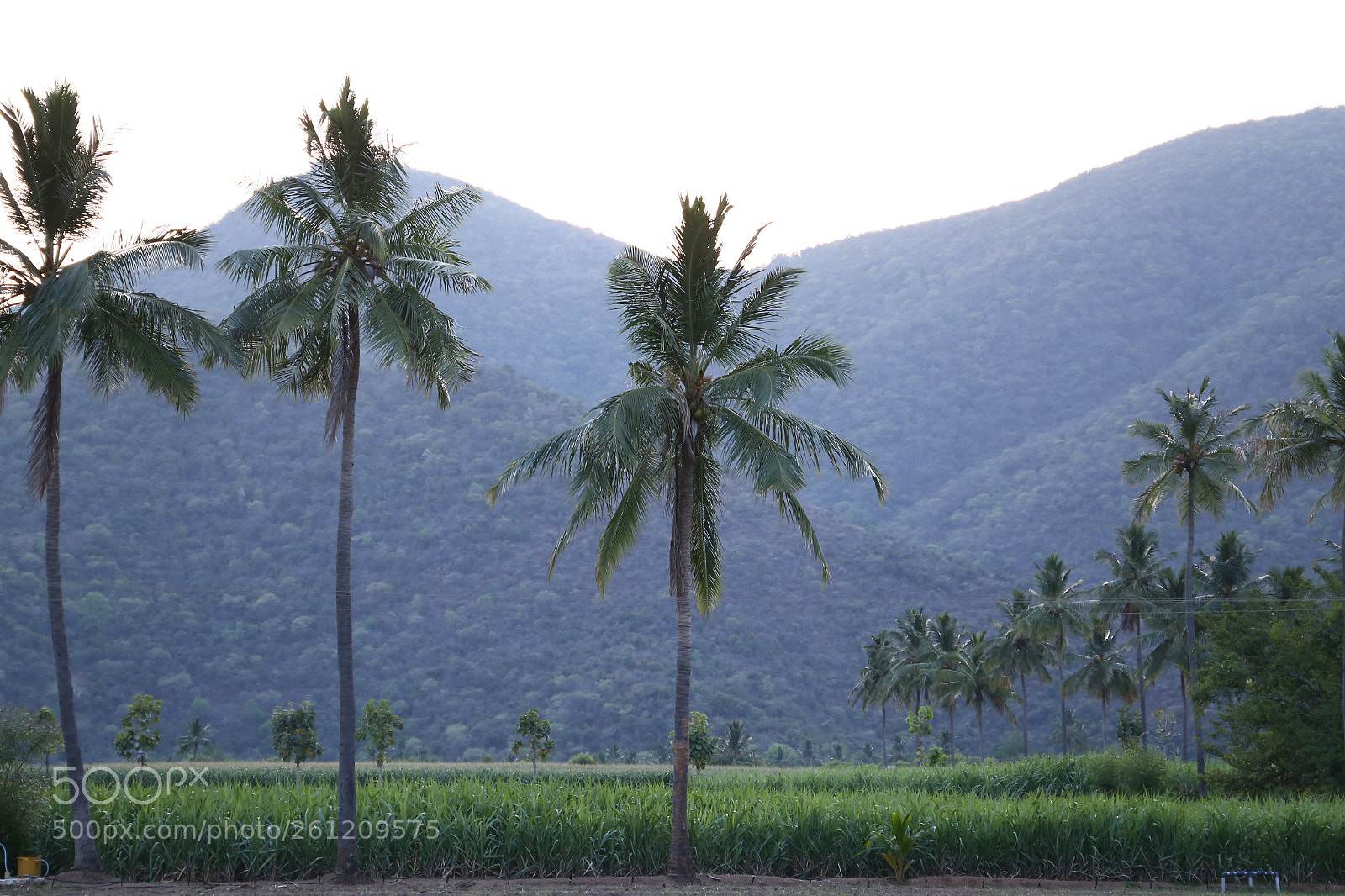 Canon EF 24-105mm F3.5-5.6 IS STM sample photo. Farm photography