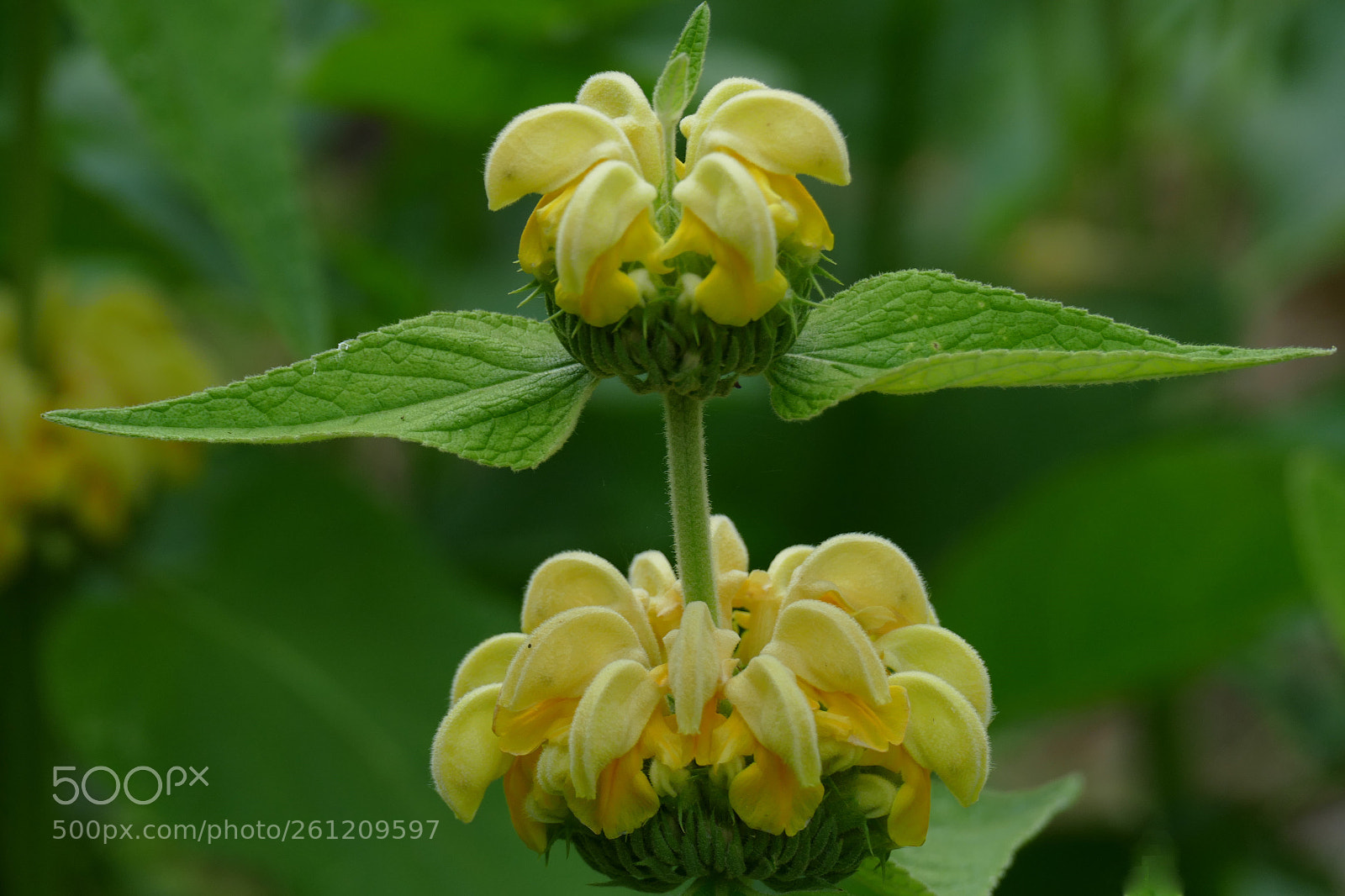 Panasonic Lumix DMC-FZ1000 sample photo. Brandkraut (phlomis) photography