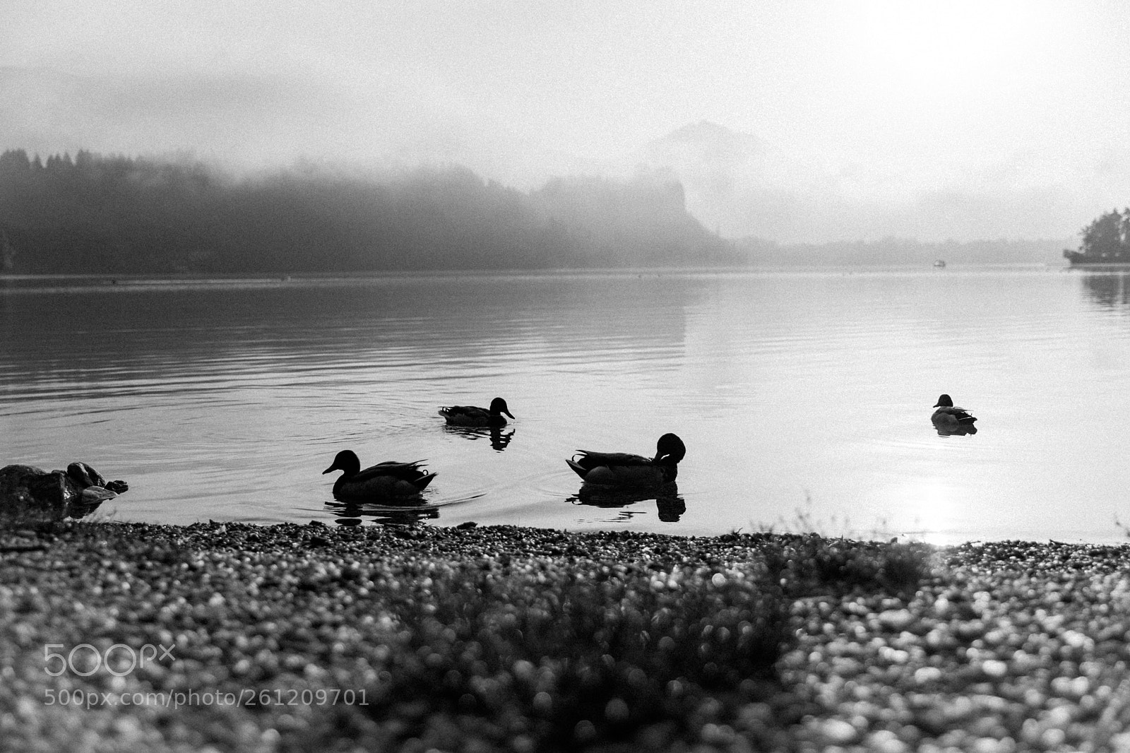 Canon EOS 5D Mark IV sample photo. Ducks and fog photography