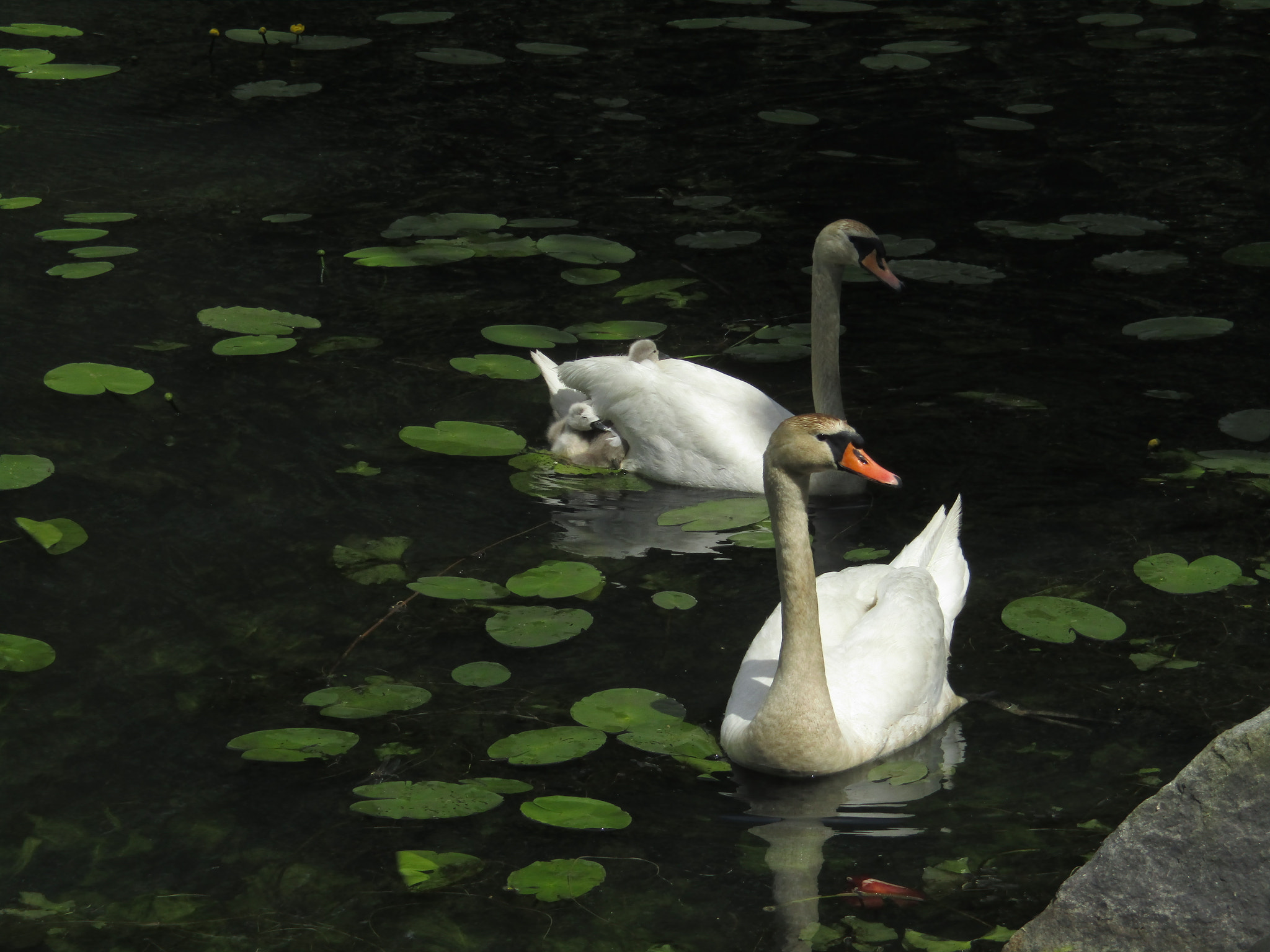 Canon POWERSHOT SX430 IS sample photo. Swan photography