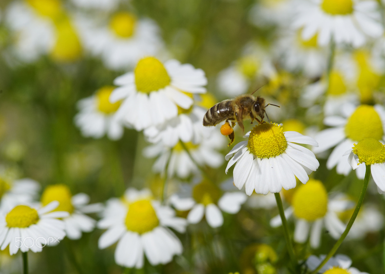 Sony a99 II sample photo. Bee photography