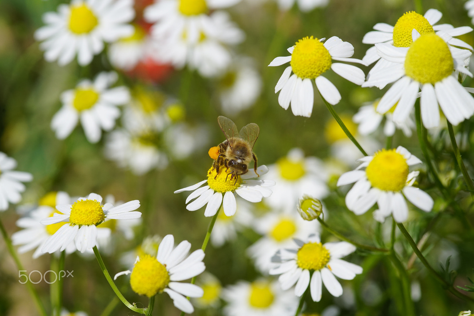 Sony a99 II sample photo. Bee photography